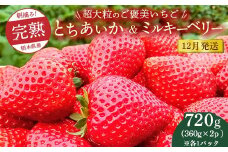 【先行予約】【12月発送】1粒60g以上！超大粒の《ご褒美いちご》朝摘み完熟とちあいか＆ミルキーベリー紅白セット 720g(360g×各2p)　※離島への配送不可　※2025年12月上旬～12月下旬頃に順次発送予定
