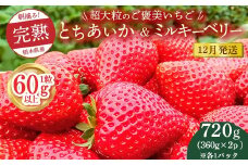【先行予約】【12月発送】1粒60g以上！超大粒の《ご褒美いちご》朝摘み完熟とちあいか＆ミルキーベリー紅白セット 720g(360g×各1p)　※離島への配送不可　※2025年12月上旬～12月下旬頃に順次発送予定