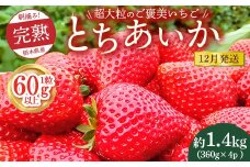 【先行予約】【12月発送】1粒60g以上！超大粒の《ご褒美いちご》朝摘み完熟とちあいか　1440g（360g×4p）　※離島への配送不可　※2025年12月上旬～12月下旬頃に順次発送予定