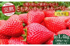 【先行予約】【1月発送】1粒60g以上！超大粒の《ご褒美いちご》朝摘み完熟とちあいか＆ミルキーベリー紅白セット 1440g(360g×各4p)　※離島への配送不可　※2026年1月上旬～1月下旬頃に順次発送予定