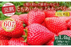 【先行予約】【12月発送】1粒60g以上！超大粒の《ご褒美いちご》朝摘み完熟とちあいか＆ミルキーベリー紅白セット 1440g(360g×各2p)　※離島への配送不可　※2025年12月上旬～12月下旬頃に順次発送予定