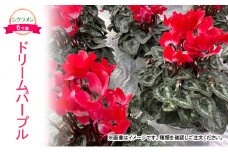 【先行予約】シクラメン ドリームパープル 鉢植え 6寸鉢 ｜ 自宅用 贈答用 ギフト 鹿沼市 栃木県 ※2025年11月下旬～12月下旬頃に順次発送予定