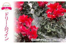 【先行予約】シクラメン ドリームワイン 鉢植え 6寸鉢 ｜ 自宅用 贈答用 ギフト 鹿沼市 栃木県 ※2025年11月下旬～12月下旬頃に順次発送予定