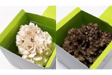 日光並木まいたけ黒・白　各2株（1株約400ｇ）合計4株（約1600g）セット【箱入り】