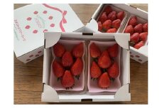 日光ストロベリーパークの『スカイベリー』 ＆『とちあいか』食べ比べセット　270g×4パック　粒の大きさお任せ（大粒～中粒厳選）　12月上旬～4月中旬まで順次発送 ｜いちご スカイベリー とちあいか 食べくらべ 日本農業賞大賞受賞・農林水産大臣賞受賞 産地直送 産直