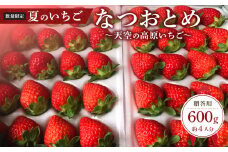 【限定販売】夏のいちご「なつおとめ」天空の高原 いちごプレミアムギフト 計600ｇ 贈答用 化粧箱入り 約4人分 ｜ 期間限定 数量限定 いちご イチゴ 苺 フルーツ 果物 スイーツ 産地直送  日光市 栃木県