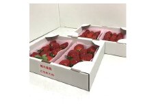 頑固おやじのこだわりとちおとめ　約270g×4パック【1136154】