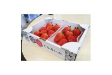 ＜いちご王国の逸品＞小山市産・「とちあいか」 280g×2P【1260981】