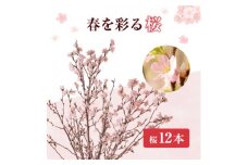 啓翁桜12本【1464588】