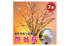 啓翁桜7本【1464589】