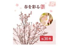 啓翁桜30本【1464595】