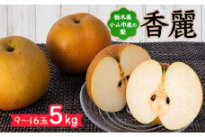 栃木県小山市産「梨」香麗 5kg【1413077】