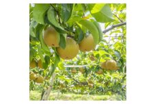 栃木県小山市産「梨」幸水5kg【1413078】