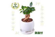 観葉植物 ミニ ガジュマル 陶器 鉢植【1492827】