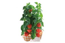 ほおずき鉢植え(4.5号鉢)【1492837】