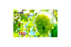 ＜1kg＞朝採れ新鮮!シャインマスカット【1487247】