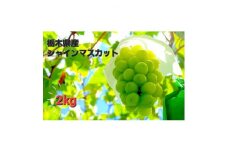＜2kg＞朝採れ新鮮!シャインマスカット【1487250】