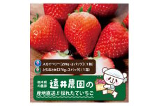 栃木県産のいちご2種食べ比べ|スカイベリー2パック(1箱)・とちおとめ2パック(1箱)【1518936】