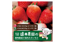 栃木県産のいちご2種食べ比べ|とちおとめ2パック(1箱)+とちあいか2パック(1箱)【1518937】