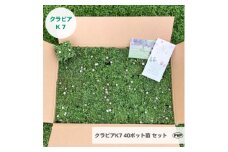 グランドカバー植物「クラピアK7」40ポット苗セット＜お申込書返信後、ご希望日に合わせて発送＞【1339009】