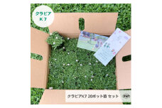グランドカバー植物「クラピアK7」20ポット苗セット＜お申込書返信後、ご希望日に合わせて発送＞【1339002】