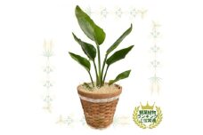 観葉植物 オーガスタ 鉢植 バスケット リビング【1539926】