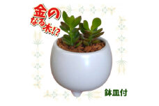 観葉植物 金のなる木 多肉植物 ミニ 陶器 鉢植え【1541051】