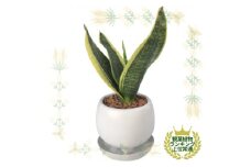 観葉植物　ミニ　サンスベリア　陶器　鉢植え【1543945】