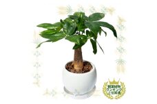 観葉植物　ミニ　パキラ　陶器　鉢植【1543947】
