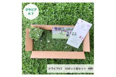 グランドカバー植物「クラピアK7」10ポット苗セット＜お申込書返信後、ご希望日に合わせて発送＞【1339000】