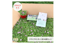 グランドカバー植物「クラピアK3」ポット苗40ポットセット＜お申込書返信後、ご希望日に合わせて発送＞【1570185】