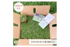 グランドカバー植物「クラピアK3」ポット苗20ポットセット＜お申込書返信後、ご希望日に合わせて発送＞【1570187】