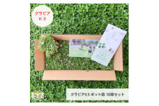 グランドカバー植物「クラピアK3」ポット苗10ポットセット＜お申込書返信後、ご希望日に合わせて発送＞【1570189】