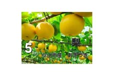 ＜5kg＞栃木県小山市産　あきづき　梨【1617301】