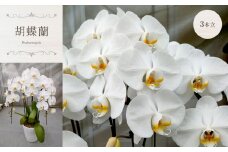 胡蝶蘭（ 3本立 ）| 蘭 洋蘭 花 フラワー 贈り物 ギフト プレゼント お祝い 祝い事 | 真岡市 栃木県