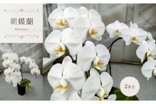 胡蝶蘭（ 2本立 ）| 蘭 洋蘭 花 フラワー 贈り物 ギフト プレゼント お祝い 祝い事 | 真岡市 栃木県