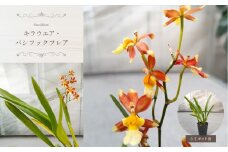 【ふるさと納税】キラウエア・パシフィックフレア 真岡市 栃木県