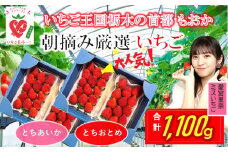 いちご とちおとめ・とちあいか 1.1kg 食べ比べ セット | いちご日本一のまち 栃木県 真岡市 農林水産大臣賞最多受賞 ストロベリー 苺 人気品種 送料無料