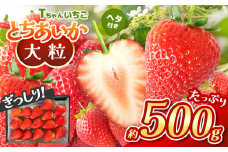 【先行予約】ぎっしり とちあいか 500g 大粒(サイズ不揃い)
