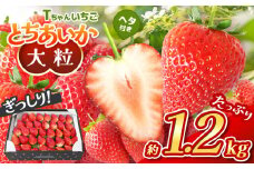 【先行予約】ぎっしり とちあいか 1.2kg 大粒(サイズ不揃い)　