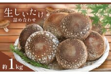 【定期便3回】生しいたけ詰め合わせ 約1kg 真岡市 栃木県