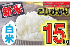 谷津田のこしひかり 新米 白米 15kg 真岡市 栃木県 送料無料