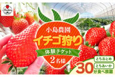 【先行予約】小島農園いちご 狩り チケット 2名 とちひめ とちあいか 食べ放題｜30分 デート お出かけ ファミリー 家族 記念日 体験  希少 柔らかい 果肉 大粒 ジューシー 果汁 いちご 苺 真岡 栃木県 送料無料