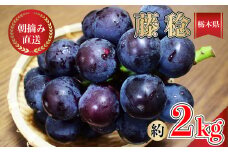 【先行予約】朝摘み直送 藤稔　ぶどう