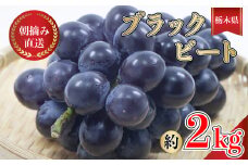 【先行予約】朝摘み直送 ブラックビート　ぶどう