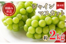 【先行予約】朝摘み直送 シャインマスカット ぶどう
