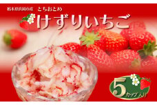 いちご農家の『けずりいちご』５カップ入り 真岡市 栃木県 送料無料