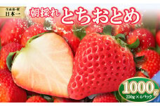 朝採れのいちご とちおとめ 朝摘み いちご 苺 イチゴ ストロベリー 大きい 美味しい 果汁 甘い あまい 1000g 真岡市 栃木県 送料無料