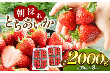 【2026年先行予約】朝採れ鮮度抜群！甘く熟した完熟いちご！ 真岡市 栃木県 送料無料