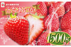 【2026年先行予約】2026年 2月発送 鮮度抜群 ！ 朝採れ 旬 とちあいか  750g以上×2箱｜真岡市 栃木県 送料無料 | いちご 苺 ストロベリー 好評 栃木県産 人気 品種 大容量 寄附 1万円 10000円